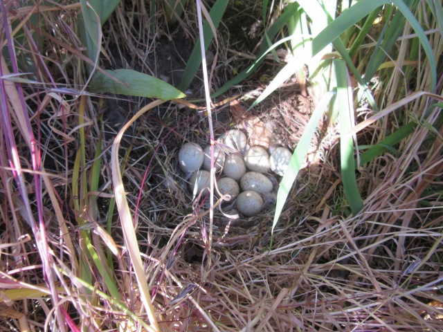 TEN (10) Red Legged Partridge Eggs Found In Our Garden Just Five Meters From Our Front Door.